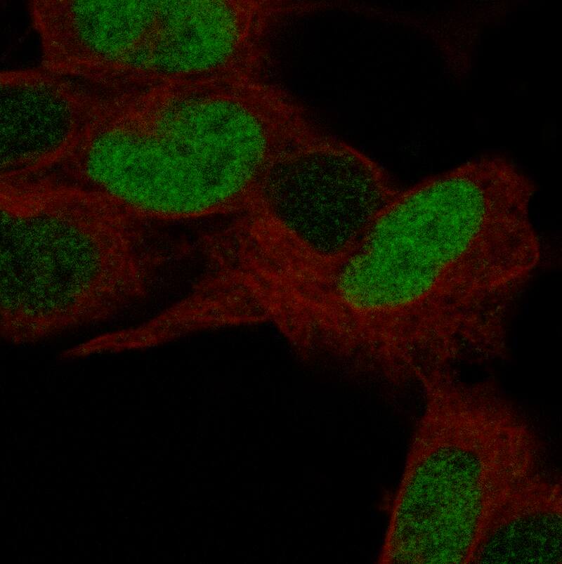 POU3F3 Antibody (CL15299) - BSA Free Immunocytochemistry/ Immunofluorescence: POU3F3 Antibody (CL15299) [NBP3-43658]