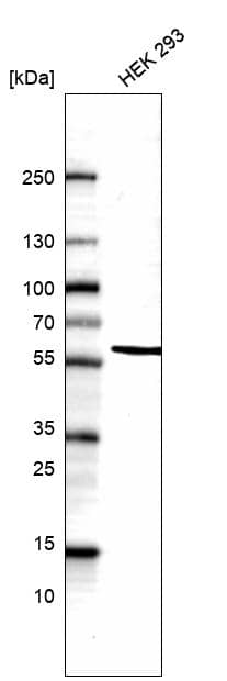 POU3F3 Antibody (CL15299) [Unconjugated] Western blot: POU3F3 Antibody (CL15299) [NBP3-43658]