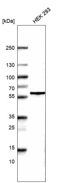 POU3F3 Antibody (CL15308) [Unconjugated] Western blot: POU3F3 Antibody (CL15308) [NBP3-43660]