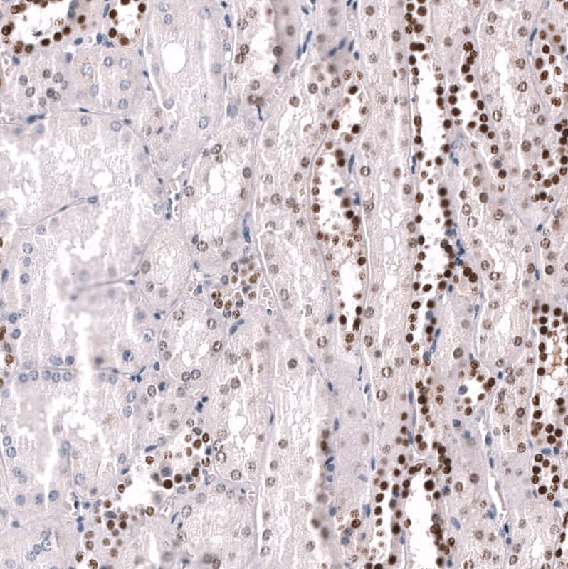 POU3F3 Antibody (CL15308) [Unconjugated] Immunohistochemistry-Paraffin: POU3F3 Antibody (CL15308) [NBP3-43660]