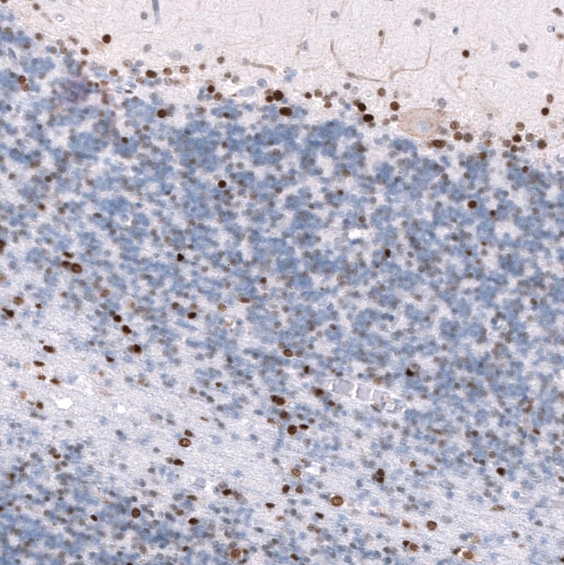 POU3F3 Antibody (CL15308) [Unconjugated] Immunohistochemistry-Paraffin: POU3F3 Antibody (CL15308) [NBP3-43660]