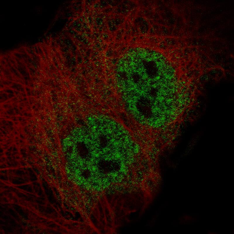 ELAVL2 Antibody (CL15323) [Unconjugated] Immunocytochemistry/ Immunofluorescence : ELAVL2 Antibody (CL15323) [NBP3-43661]