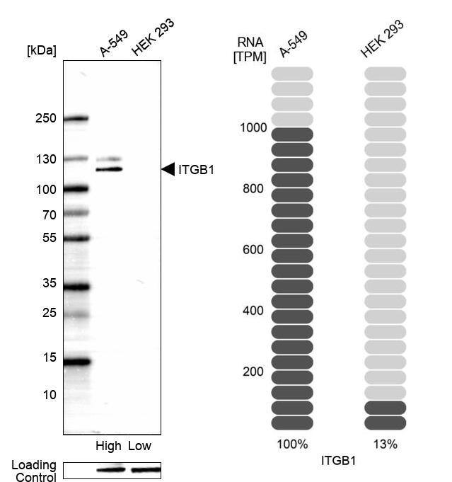 Integrin beta 1/CD29 Antibody (CL15606) [Unconjugated] Western blot: Integrin beta 1/CD29 Antibody (CL15606) [NBP3-43675]