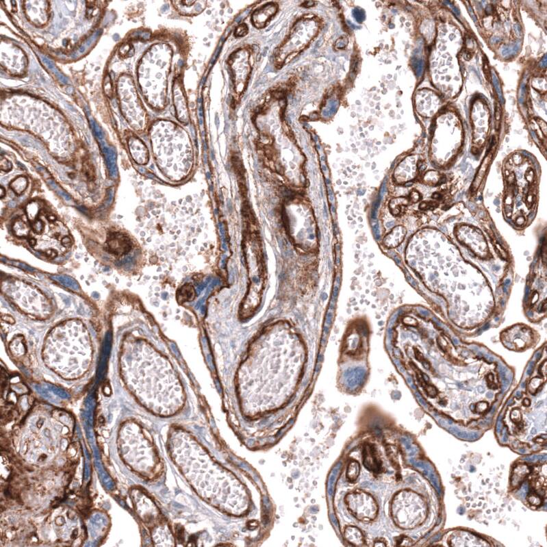 Integrin beta 1/CD29 Antibody (CL15622) [Unconjugated] Immunohistochemistry-Paraffin: Integrin beta 1/CD29 Antibody (CL15622) [NBP3-43676]