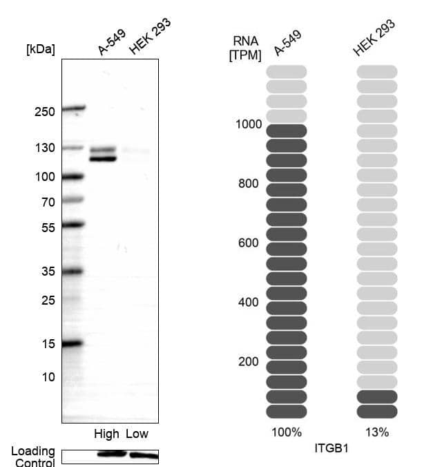 Integrin beta 1/CD29 Antibody (CL15622) [Unconjugated] Western blot: Integrin beta 1/CD29 Antibody (CL15622) [NBP3-43676]