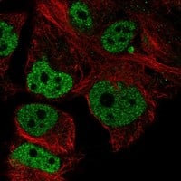 COM1/p8 Antibody [Unconjugated] Immunocytochemistry/ Immunofluorescence : COM1/p8 pAb [NBP3-43682]