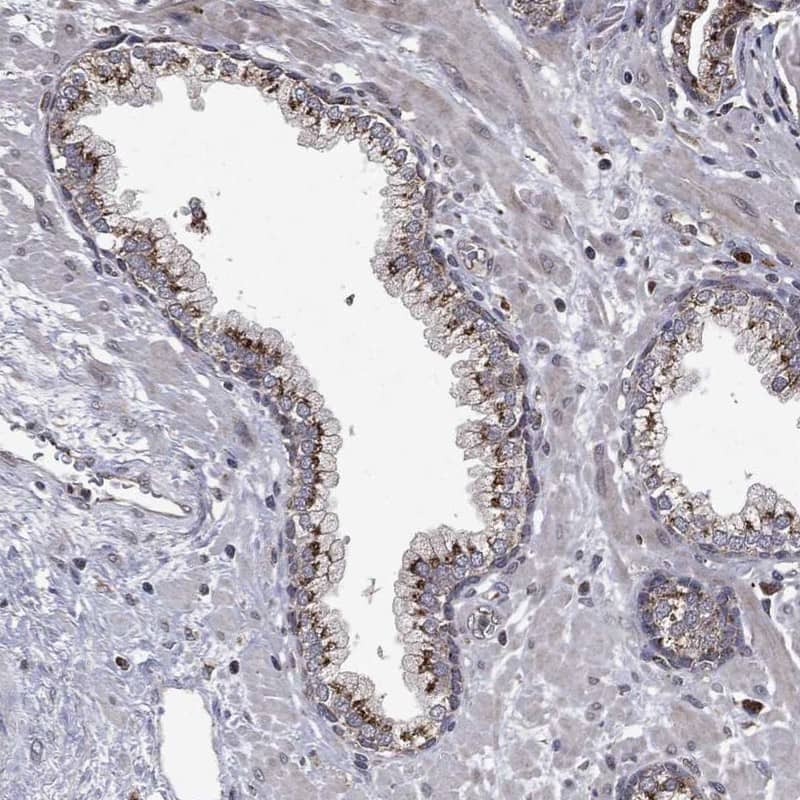 LPPR2 Antibody [Unconjugated] Immunohistochemistry-Paraffin: LPPR2 pAb [NBP3-43685]