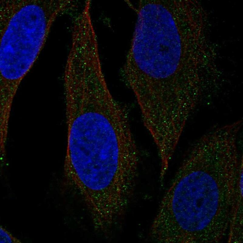 NUDT19 Antibody [Unconjugated] Immunocytochemistry/ Immunofluorescence : NUDT19 pAb [NBP3-43687]