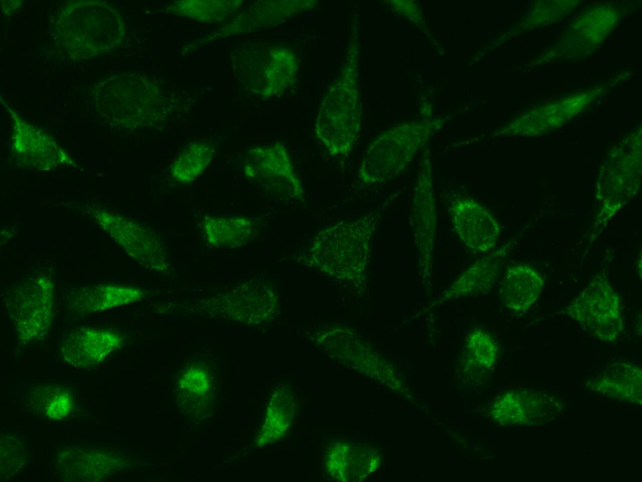 APOOL Antibody - BSA Free