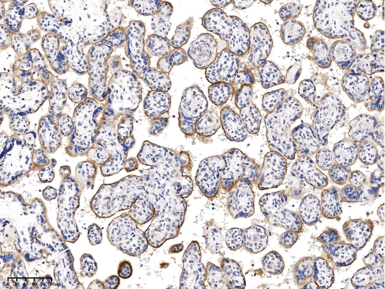 APOOL Antibody - BSA Free