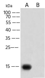 E-Tag Epitope Tag Antibody - Azide and BSA Free