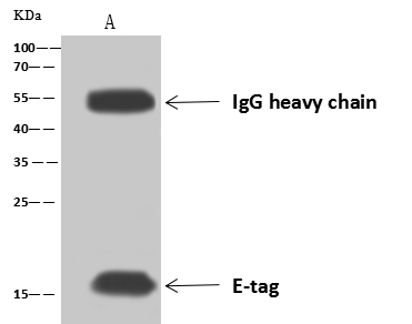 E-Tag Epitope Tag Antibody - Azide and BSA Free