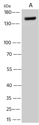 Nipah Virus Glycoprotein G Antibody - Azide and BSA Free