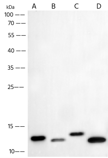 Dengue Virus Envelope Antibody (1) - Pan Specific, (Domain III) - Azide and BSA Free