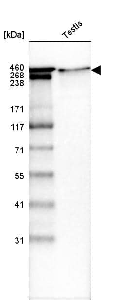 Laminin Antibody (CL2968) - Azide and BSA Free Western Blot: Laminin Antibody [NBP3-43781]