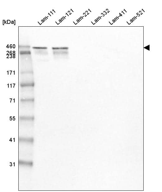 Laminin Antibody (CL2968) - Azide and BSA Free Western Blot: Laminin Antibody [NBP3-43781]
