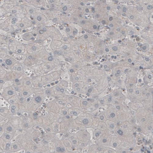 MOG Antibody (CL2852) - Azide and BSA Free Immunohistochemistry-Paraffin: MOG Antibody [NBP3-43785]