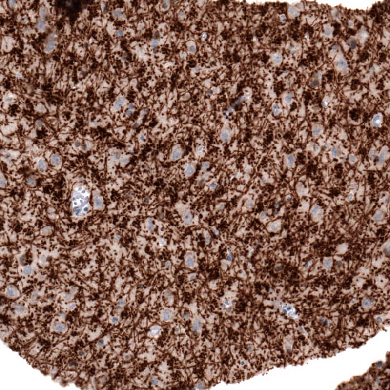 MOG Antibody (CL2858) - Azide and BSA Free Immunohistochemistry-Paraffin: MOG Antibody [NBP3-43786]