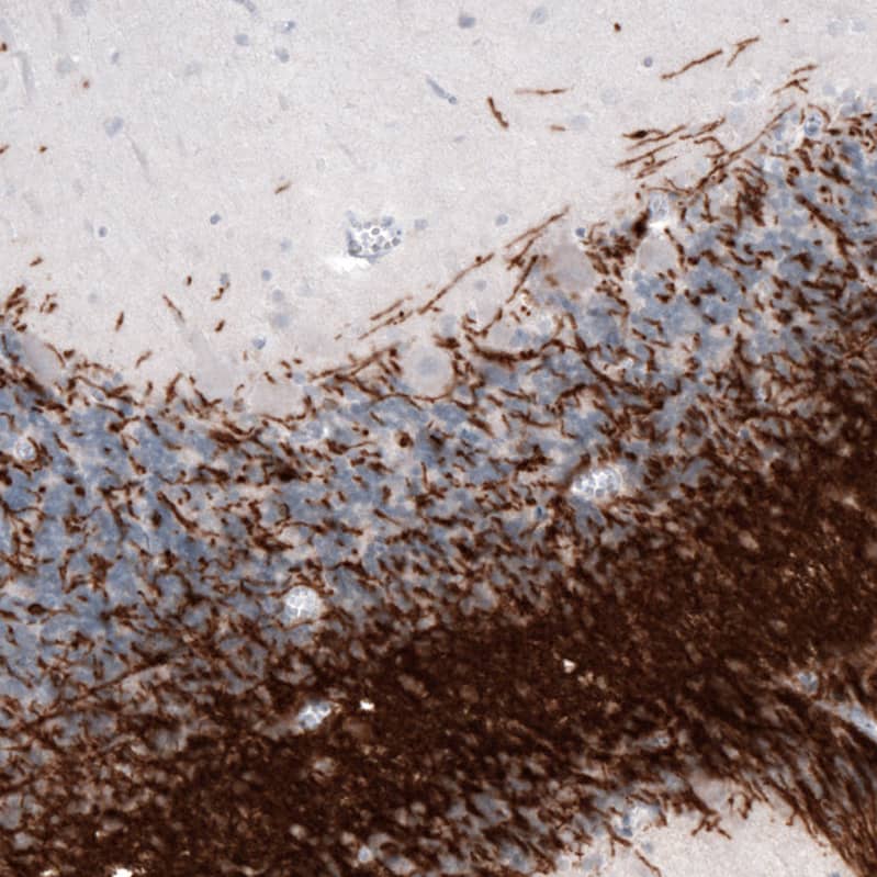 MOG Antibody (CL2858) - Azide and BSA Free Immunohistochemistry-Paraffin: MOG Antibody [NBP3-43786]