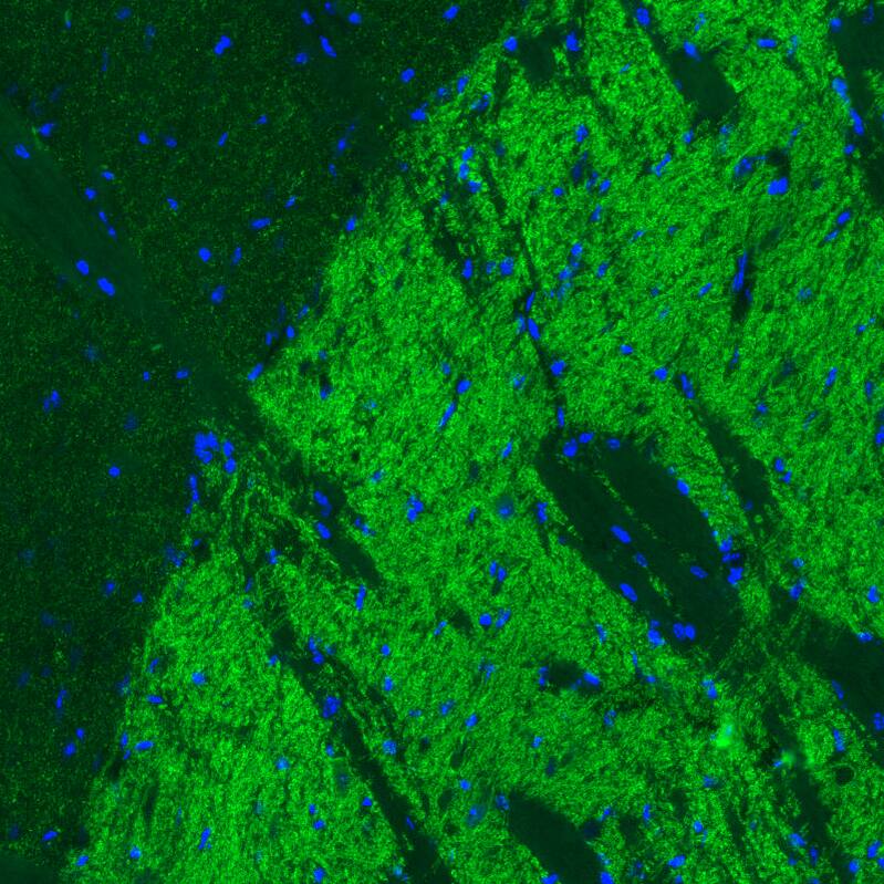 VIAAT/SLC32A1/VGAT Antibody (CL2793) - Azide and BSA Free Immunohistochemistry-Paraffin: VIAAT/SLC32A1/VGAT Antibody [NBP3-43787]