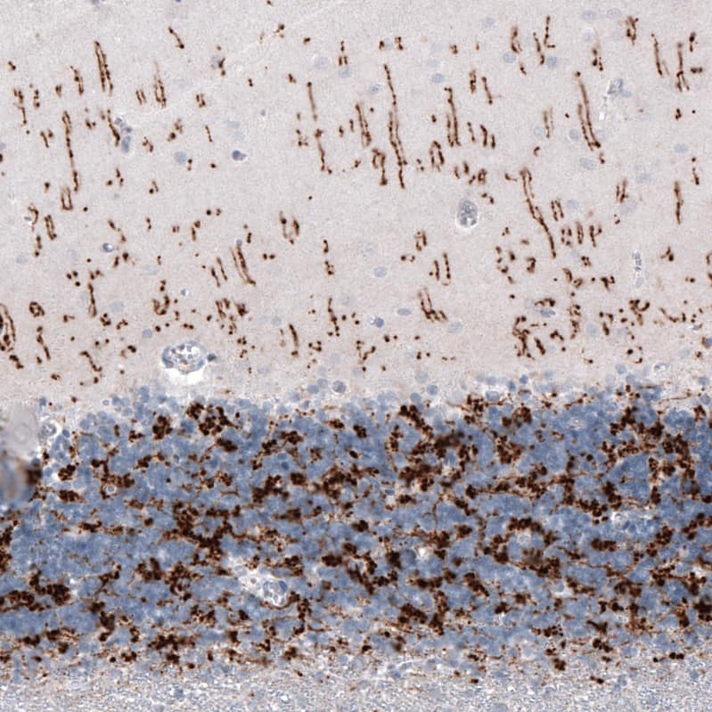 VGLUT2 Antibody (CL2952) - Azide and BSA Free Immunohistochemistry-Paraffin: VGLUT2 Antibody [NBP3-43789]