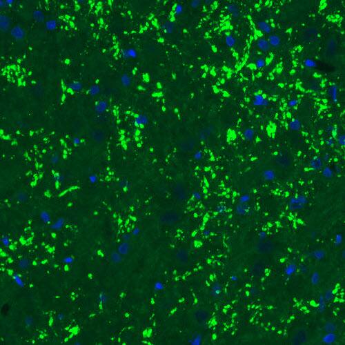 VGLUT2 Antibody (CL2952) - Azide and BSA Free Immunohistochemistry-Paraffin: VGLUT2 Antibody [NBP3-43789]