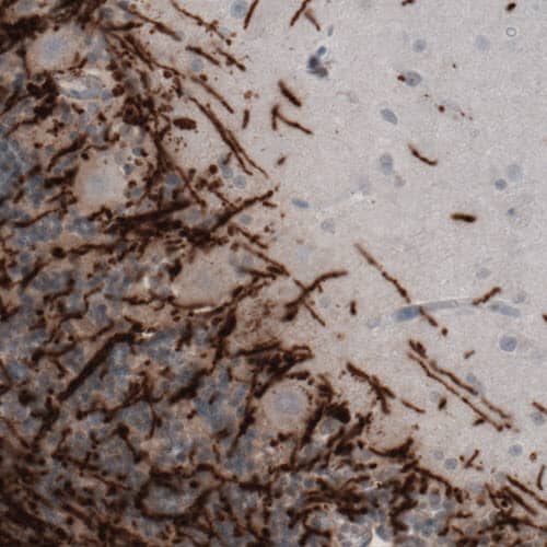 MBP Antibody (CL2819) - Azide and BSA Free Immunohistochemistry-Paraffin: MBP Antibody [NBP3-43790]