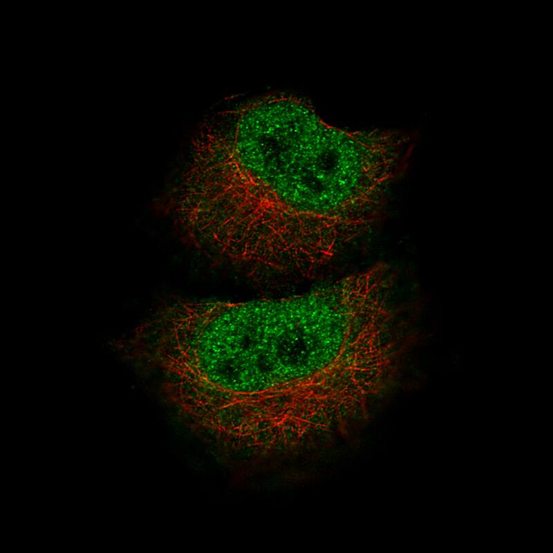 MBP Antibody (CL2819) - Azide and BSA Free Immunocytochemistry/ Immunofluorescence: MBP Antibody [NBP3-43790]