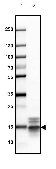 MBP Antibody (CL2819) - Azide and BSA Free Western Blot: MBP Antibody [NBP3-43790]