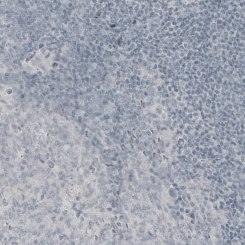 MBP Antibody (CL2819) - Azide and BSA Free Immunohistochemistry-Paraffin: MBP Antibody [NBP3-43790]