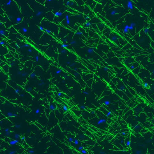MBP Antibody (CL2819) - Azide and BSA Free Immunohistochemistry-Paraffin: MBP Antibody [NBP3-43790]