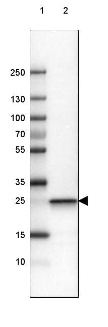 UCH-L1/PGP9.5 Antibody (CL3210) - Azide and BSA Free Western Blot: UCH-L1/PGP9.5 Antibody [NBP3-43791]