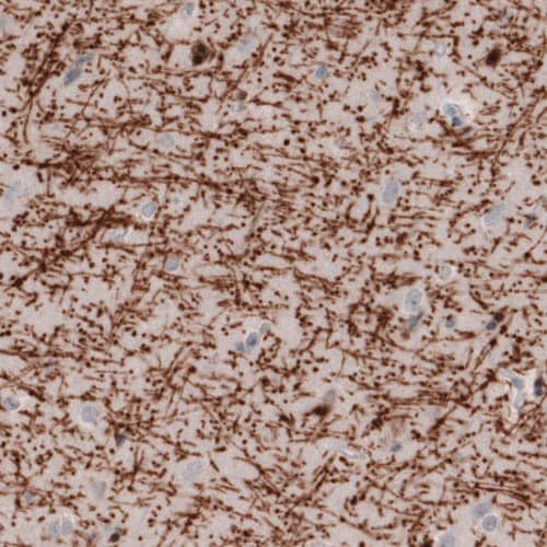 MBP Antibody (CL2827) - Azide and BSA Free Immunohistochemistry-Paraffin: MBP Antibody [NBP3-43792]