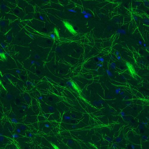 MBP Antibody (CL2827) - Azide and BSA Free Immunohistochemistry-Paraffin: MBP Antibody [NBP3-43792]