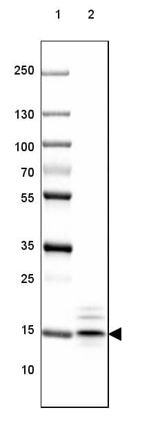 MBP Antibody (CL2829) - Azide and BSA Free Western Blot: MBP Antibody [NBP3-43793]