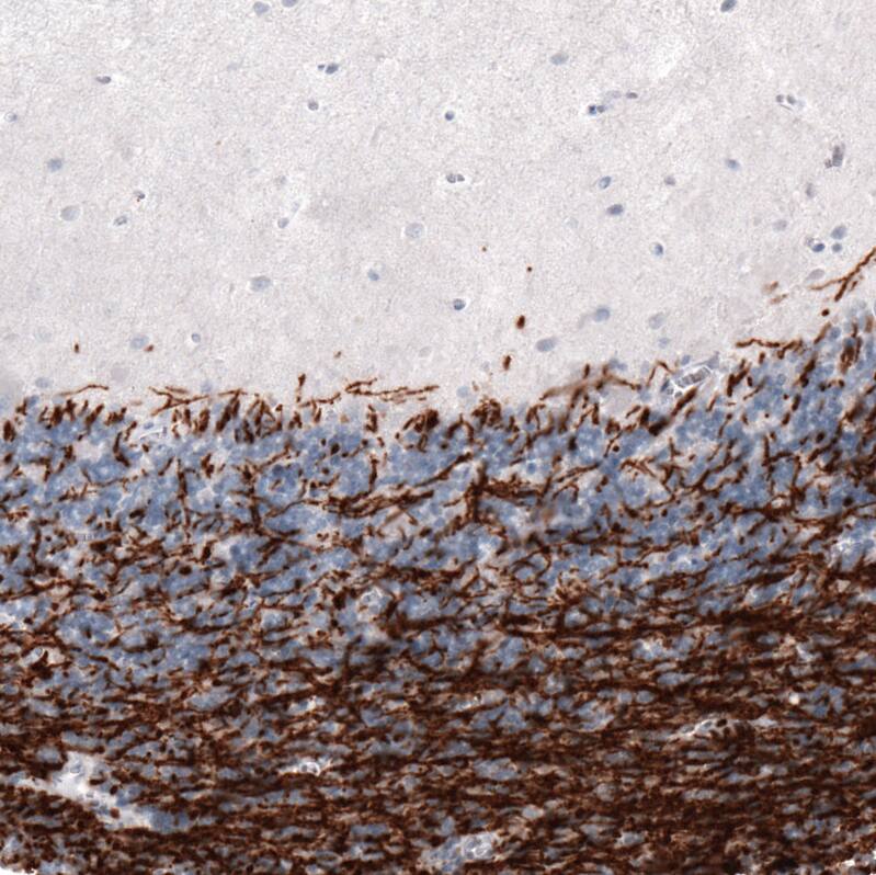 MBP Antibody (CL2829) - Azide and BSA Free Immunohistochemistry-Paraffin: MBP Antibody [NBP3-43793]