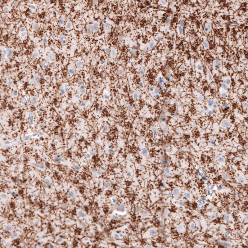 MBP Antibody (CL2829) - Azide and BSA Free Immunohistochemistry-Paraffin: MBP Antibody [NBP3-43793]