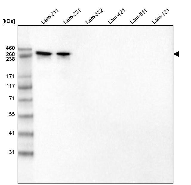 Laminin alpha 2 Antibody (CL3450) - Azide and BSA Free Western Blot: Laminin alpha 2 Antibody [NBP3-43794]
