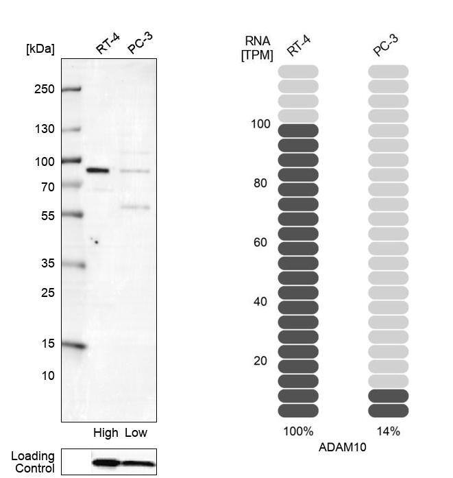 ADAM10 Antibody (CL13809) - Azide and BSA Free Western Blot: ADAM10 Antibody [NBP3-43797]