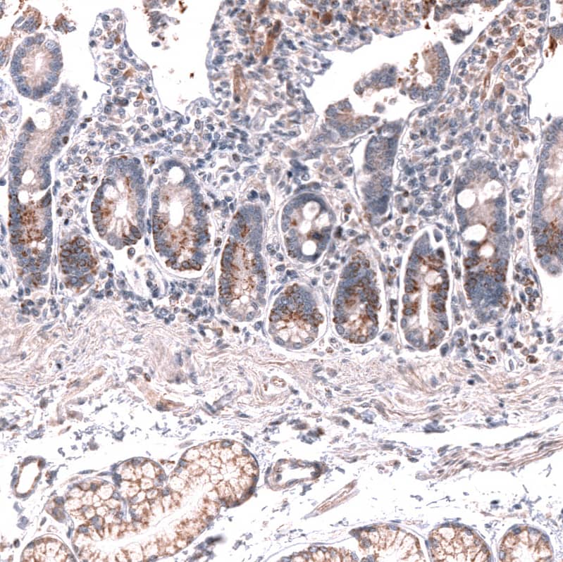 Lgr5/GPR49 Antibody (CL13579) - Azide and BSA Free Immunohistochemistry-Paraffin: Lgr5/GPR49 Antibody [NBP3-43804]