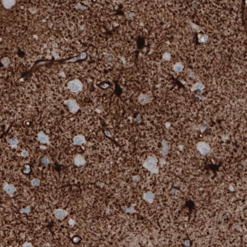 Glutamine Synthetase Antibody (CL2999) - Azide and BSA Free Immunohistochemistry-Paraffin: Glutamine Synthetase Antibody [NBP3-43805]