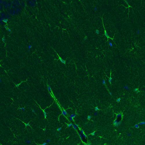 Glutamine Synthetase Antibody (CL2999) - Azide and BSA Free Immunohistochemistry-Paraffin: Glutamine Synthetase Antibody [NBP3-43805]