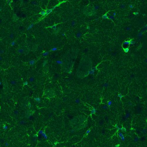 Glutamine Synthetase Antibody (CL3013) - Azide and BSA Free Immunohistochemistry-Paraffin: Glutamine Synthetase Antibody [NBP3-43807]
