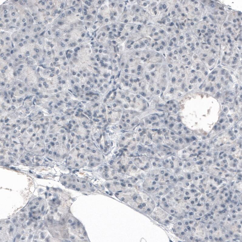 CNPase Antibody (CL2887) - Azide and BSA Free Immunohistochemistry-Paraffin: CNPase Antibody [NBP3-43808]
