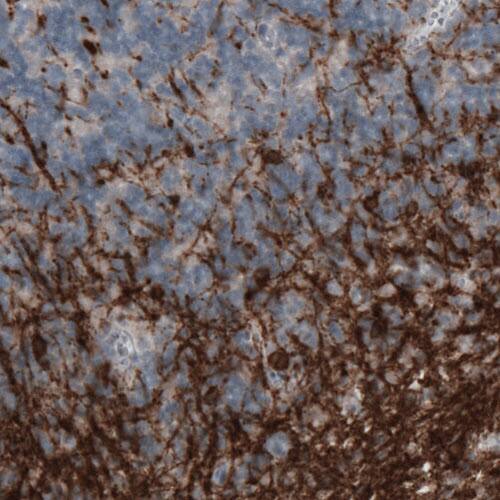 CNPase Antibody (CL2872) - Azide and BSA Free Immunohistochemistry-Paraffin: CNPase Antibody [NBP3-43810]