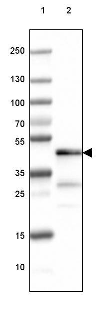 CNPase Antibody (CL2872) - Azide and BSA Free Western Blot: CNPase Antibody [NBP3-43810]