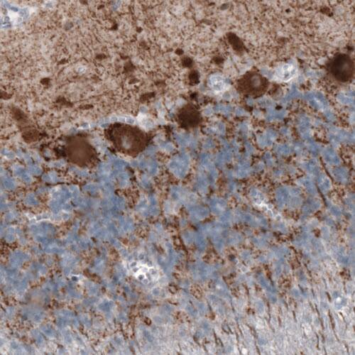 GAD1/GAD67 Antibody (CL2911) - Azide and BSA Free Immunohistochemistry-Paraffin: GAD1/GAD67 Antibody [NBP3-43812]