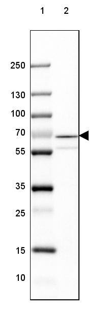 GAD1/GAD67 Antibody (CL2911) - Azide and BSA Free Western Blot: GAD1/GAD67 Antibody [NBP3-43812]