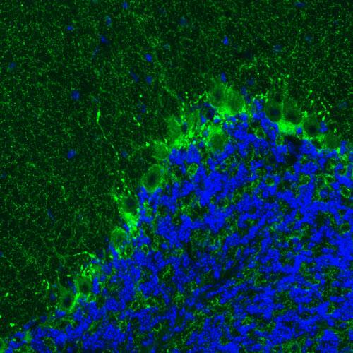 GAD1/GAD67 Antibody (CL2911) - Azide and BSA Free Immunohistochemistry-Paraffin: GAD1/GAD67 Antibody [NBP3-43812]