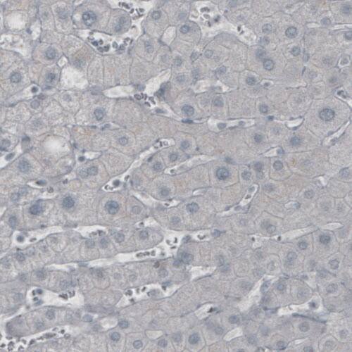 GAD1/GAD67 Antibody (CL2914) - Azide and BSA Free Immunohistochemistry-Paraffin: GAD1/GAD67 Antibody [NBP3-43813]